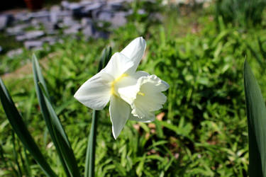 White Daffodil (Narcissus)