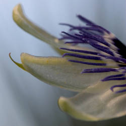 Passion flower