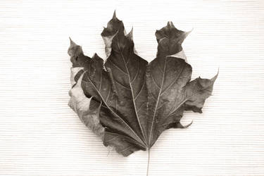 Leaf series