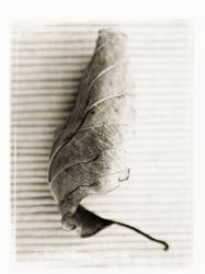 leaf series 3