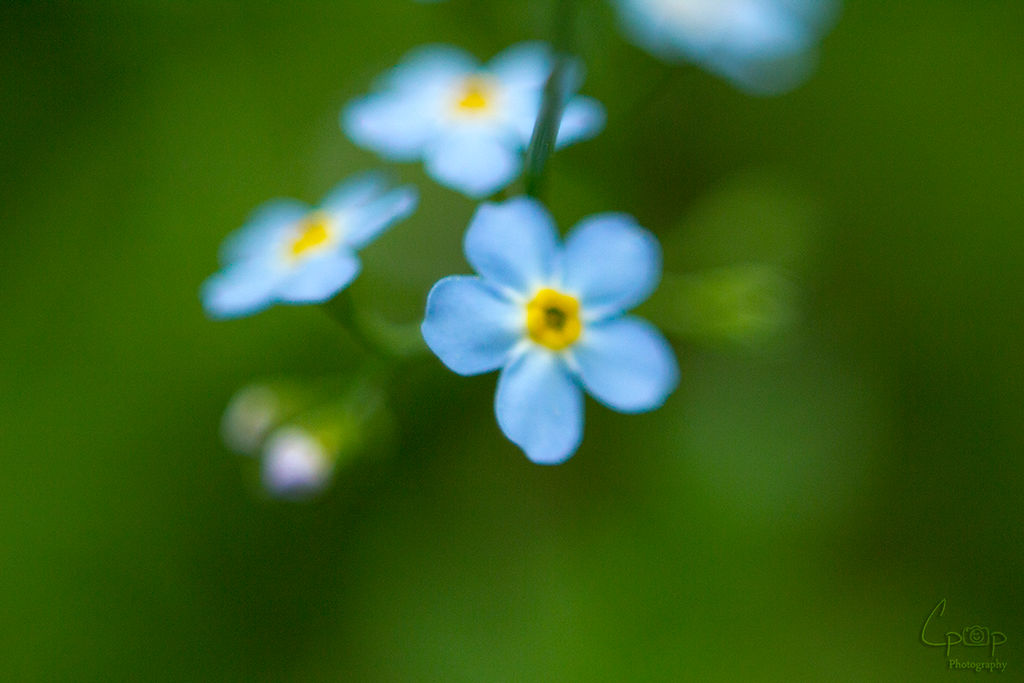 Focused Flower