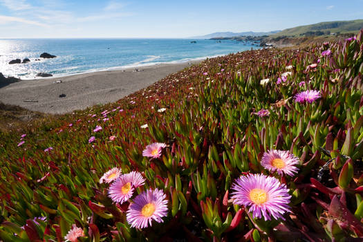 Carpobrotus Carpet view