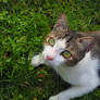 Cat in the grass 2