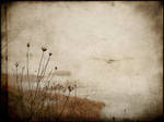 That grew down the river by vulezvrk