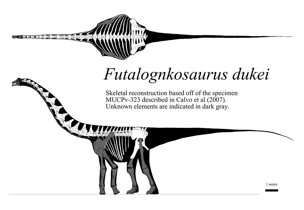Futalognkosaurus skeletal