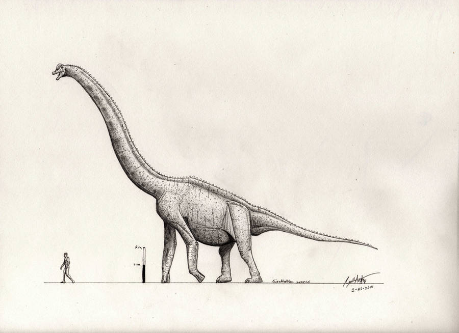 Giraffatitan brancai by palaeozoologist