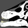 Nemegtosaurus skull