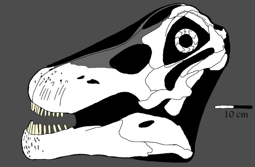 Nemegtosaurus skull by palaeozoologist