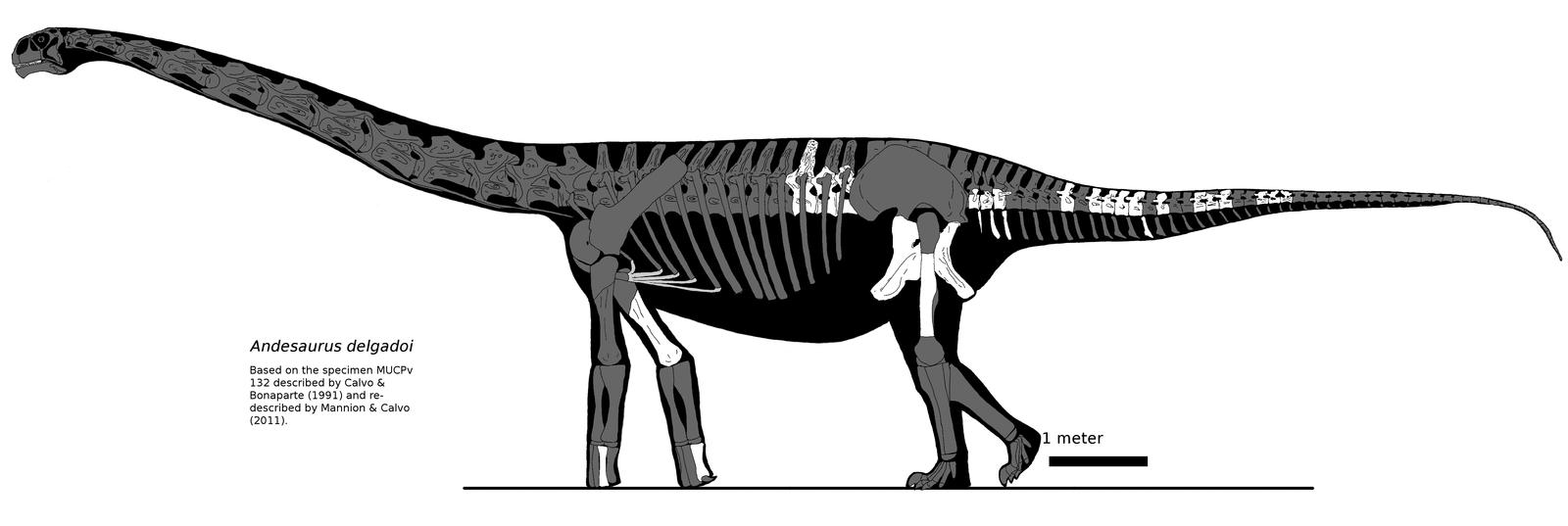 Andesaurus new version
