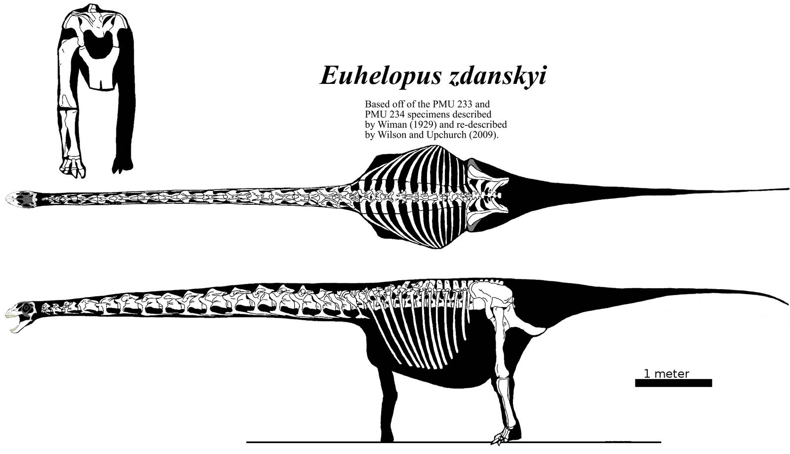 Euhelopus multi-view skeletal by palaeozoologist