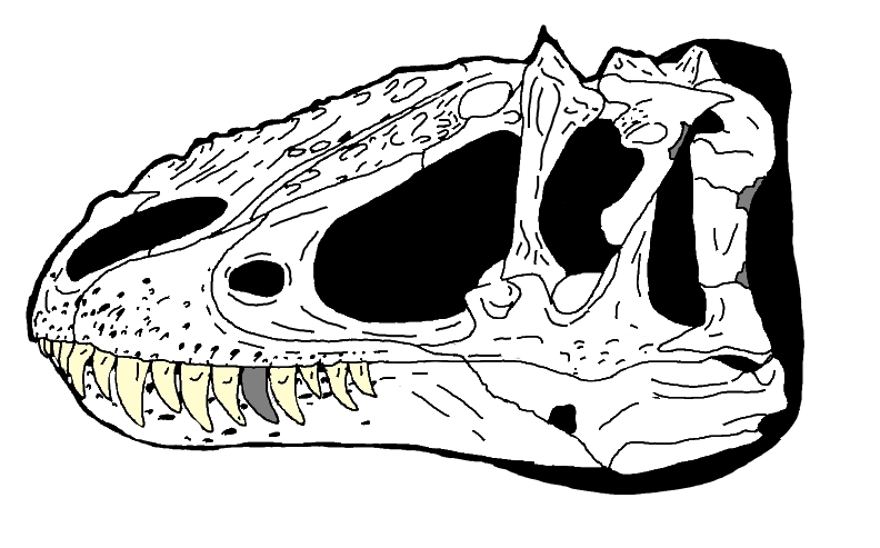 Yutyrannus skull