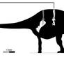 Rebbachisaurus skeletal