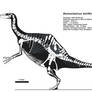 Deinocheirus skeletal