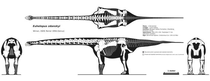 Euhelopus multiple-view skeletal reconstruction