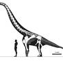 Euhelopus with raised shoulders