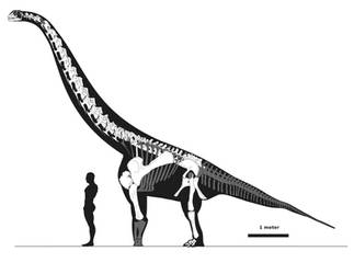 Euhelopus with raised shoulders