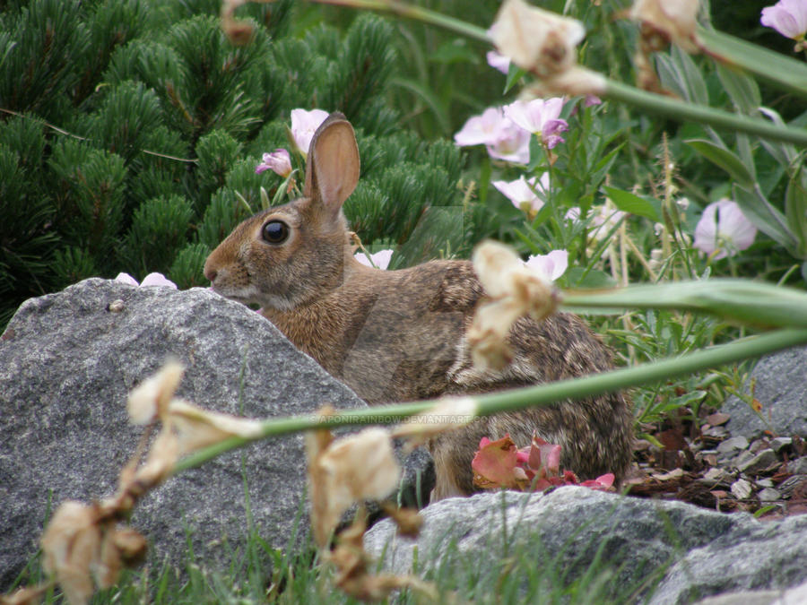 Wild Bunny