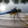 On the dock