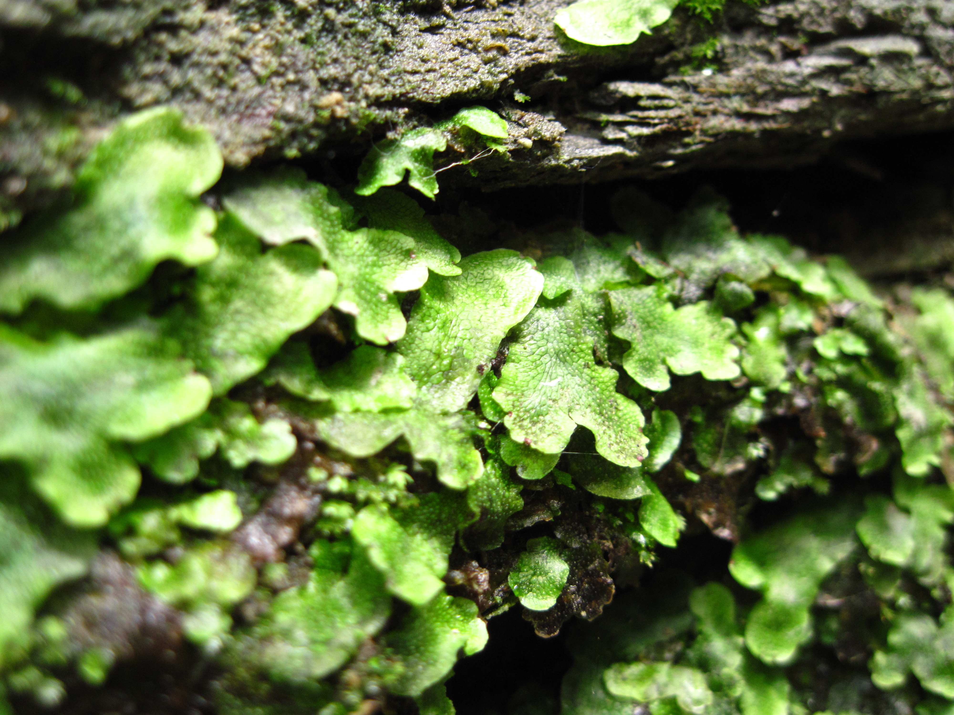 Liverwort