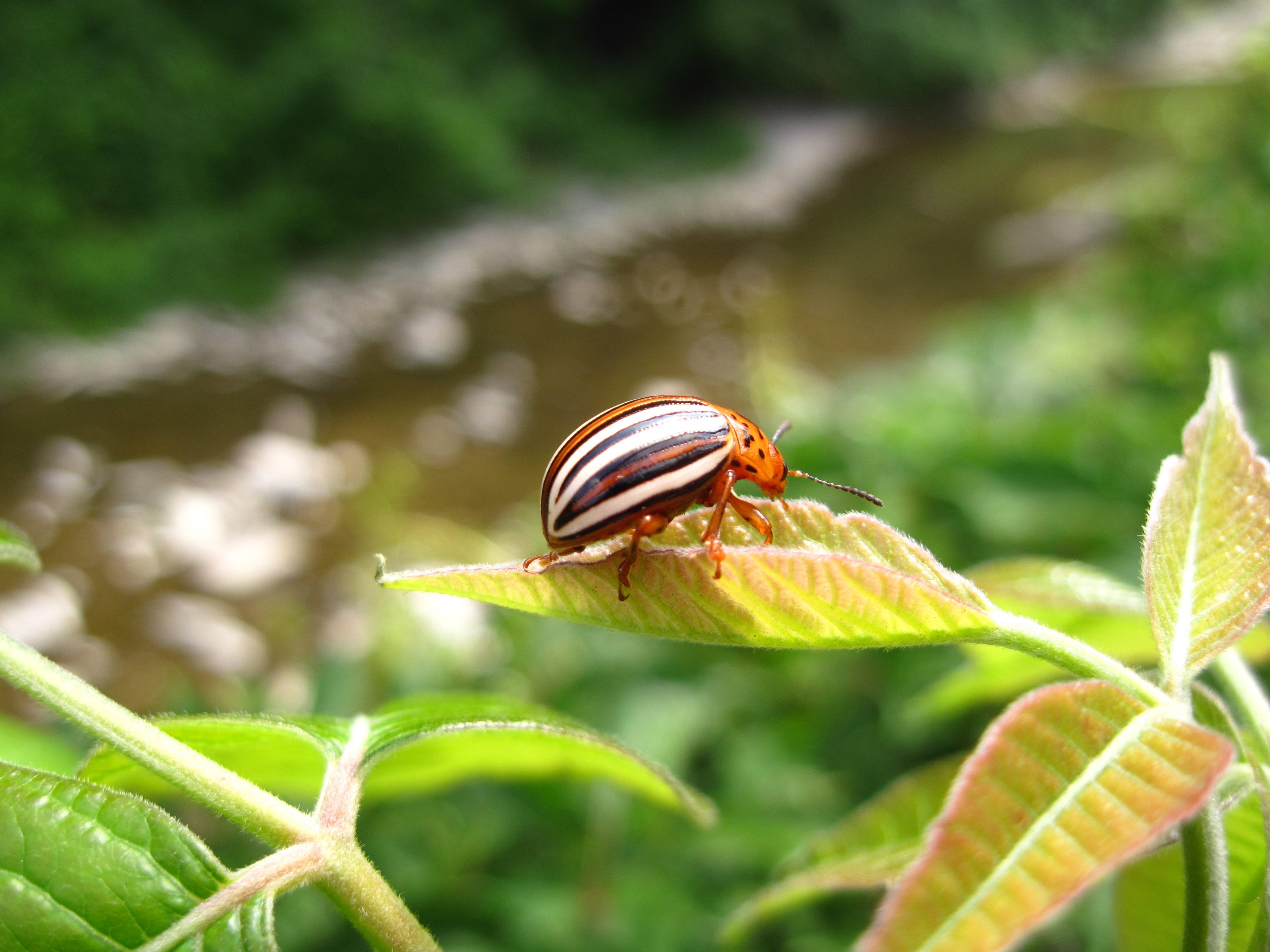 Beetlebug