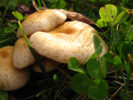 Dance of the Mushroom Fey