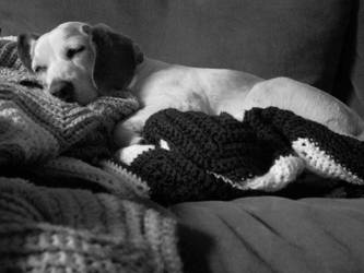 Janie Sleeping Beagle