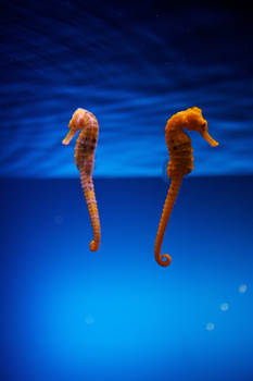 Sea Horse