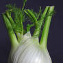 Fennel2