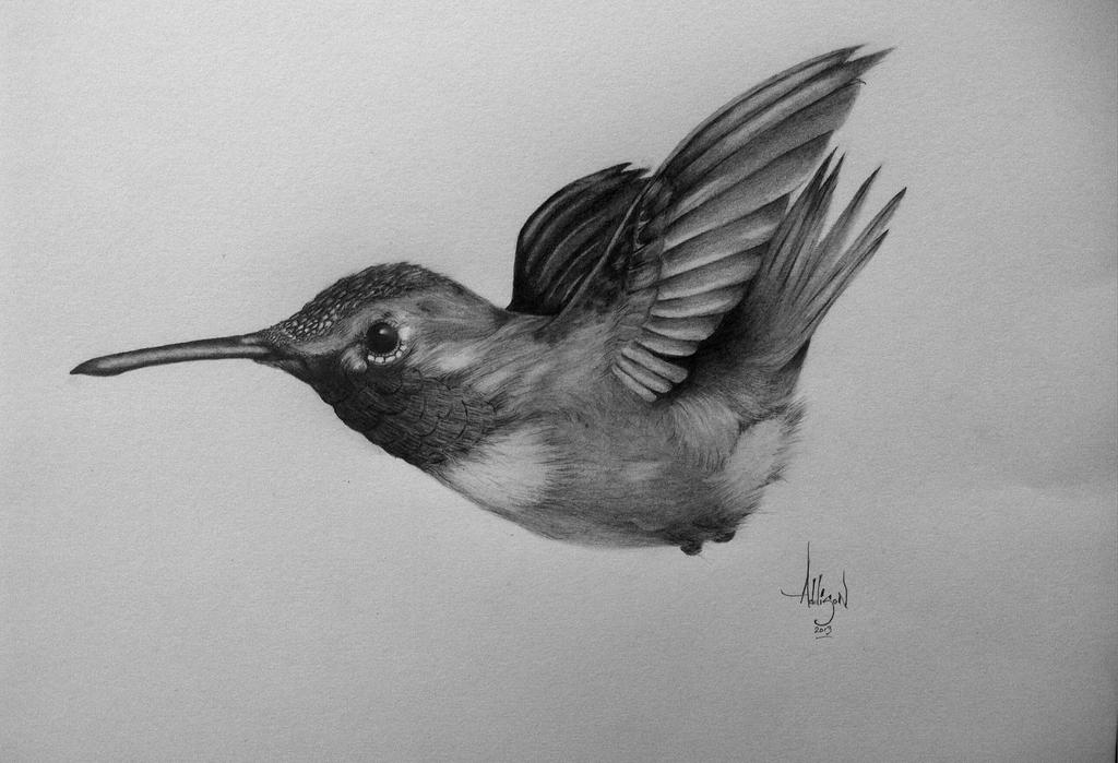 Hummingbird Back Drawing Hummingbird Drawing by 5000addy on DeviantArt