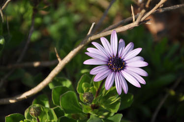 Purple flower