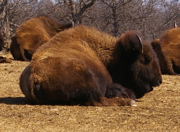 American Bison - 1