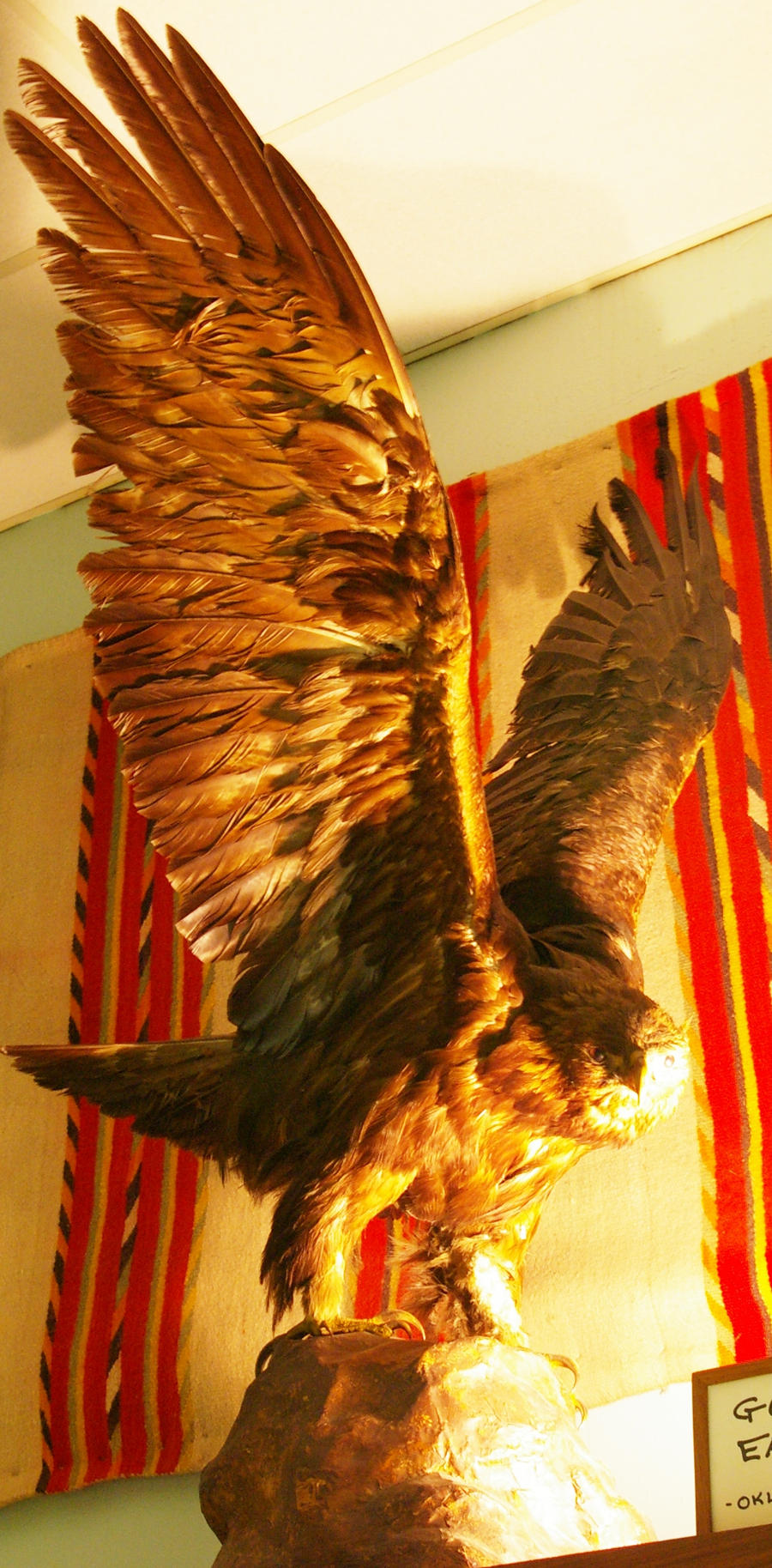Golden Eagle - 2