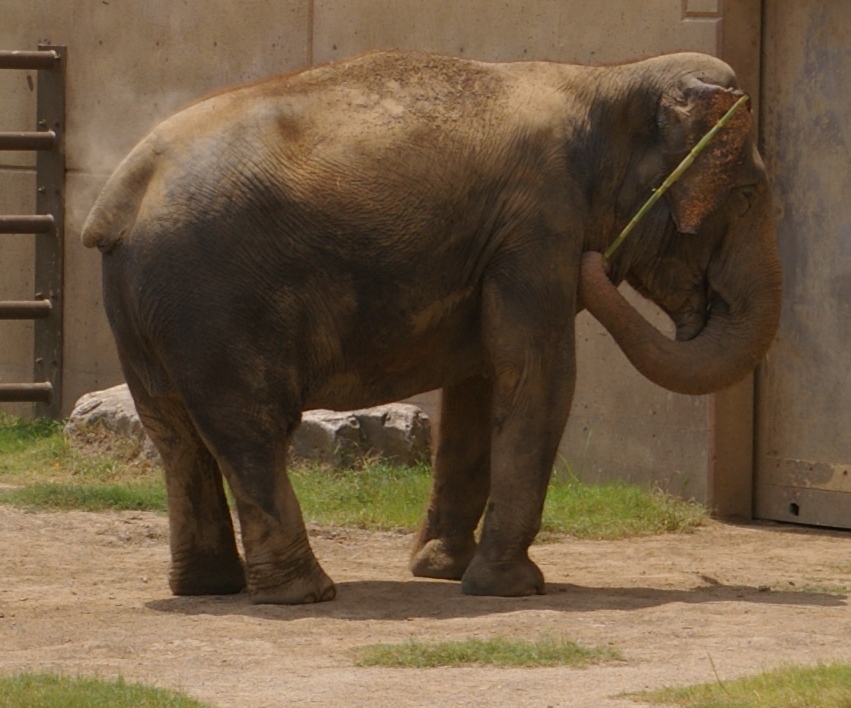 Asian Elephant - 8