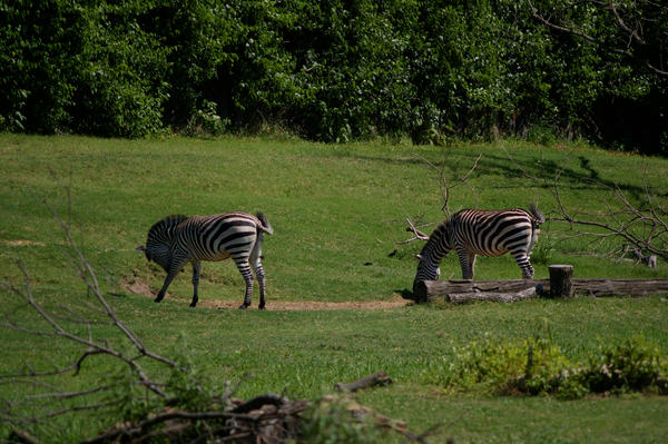 Zebras