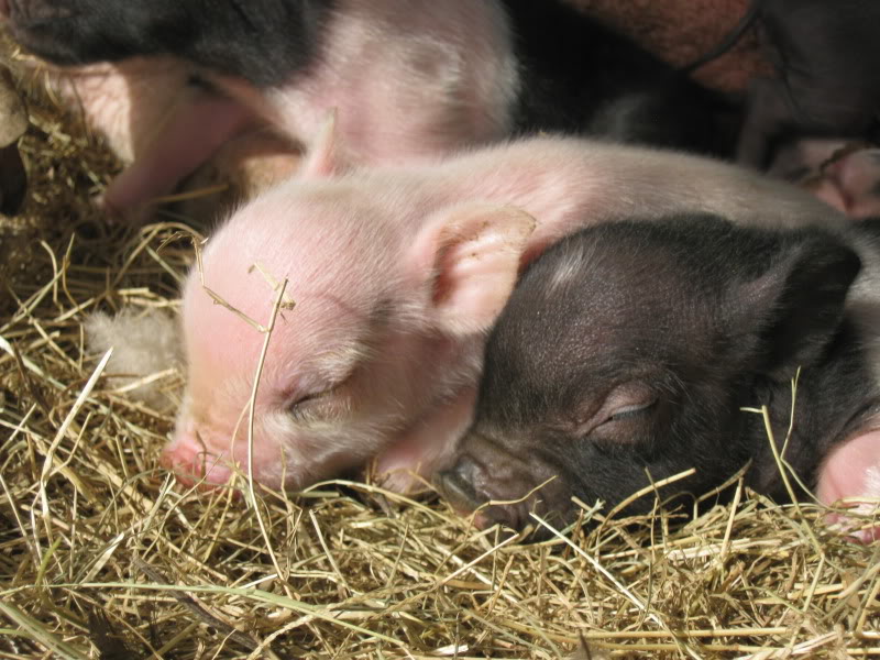 New piglets