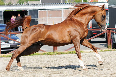 Arabian stallion I