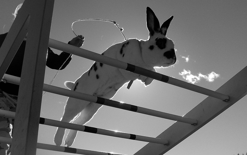 Rabbit jumping