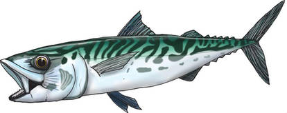 Mackerel