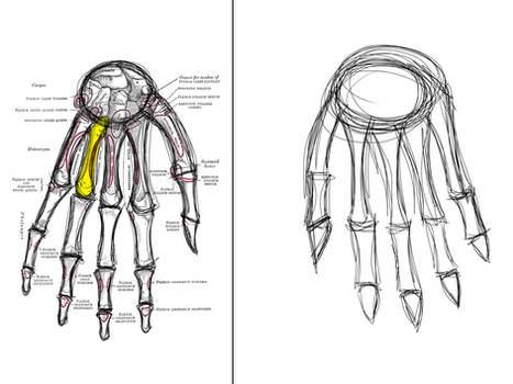 Sketch This: The Hand Bones