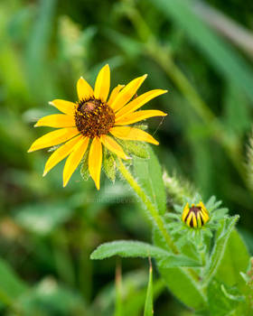 wild flowers