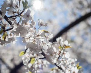 Japanese Cherry Blossoms - Branck Brook Park #2