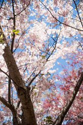 Japanese Cherry Blossoms - Branck Brook Park #3
