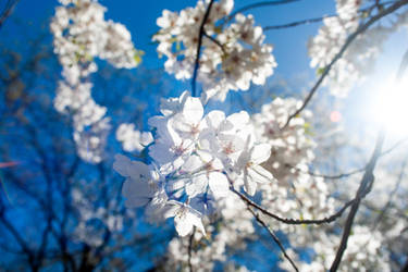 Japanese Cherry Blossoms - Branck Brook Park #4