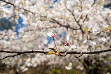 Japanese Cherry Blossoms - Branck Brook Park #5