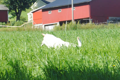 Bianca also runs in tall grass.