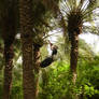 the palm climber