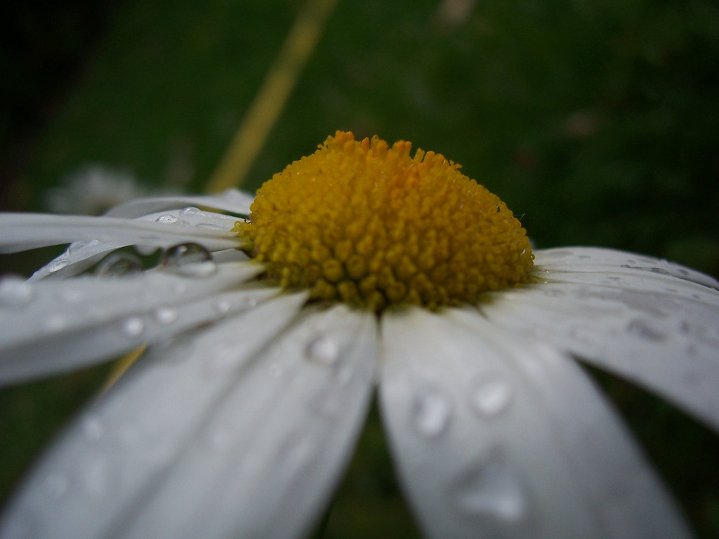 Droplets on a daisy thing.