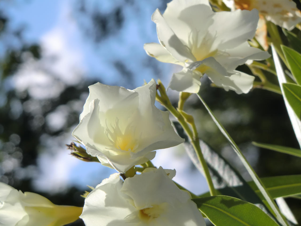 oleander