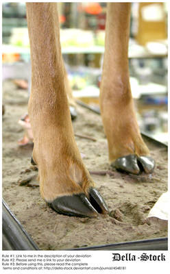 Deer Hooves