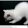 White Kitten Arched Back
